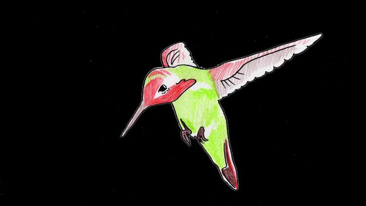 IS TROPICAL - Hummingbird